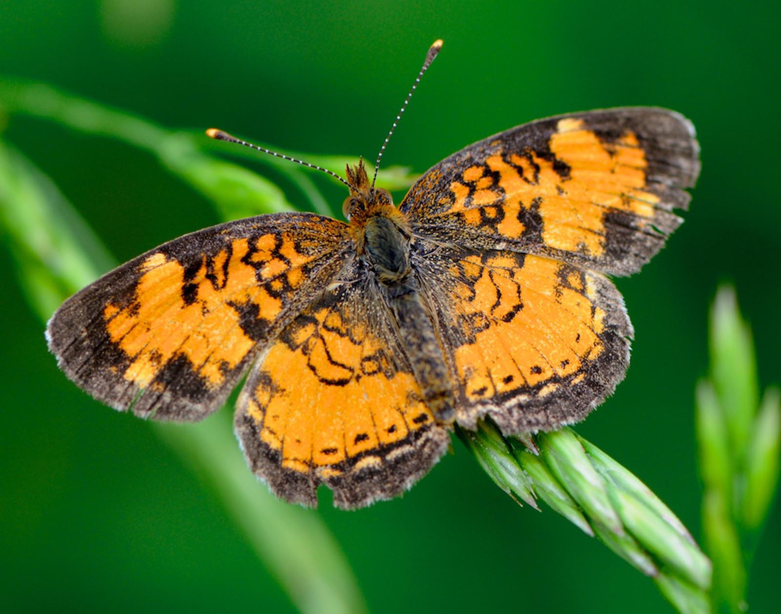 Fauna