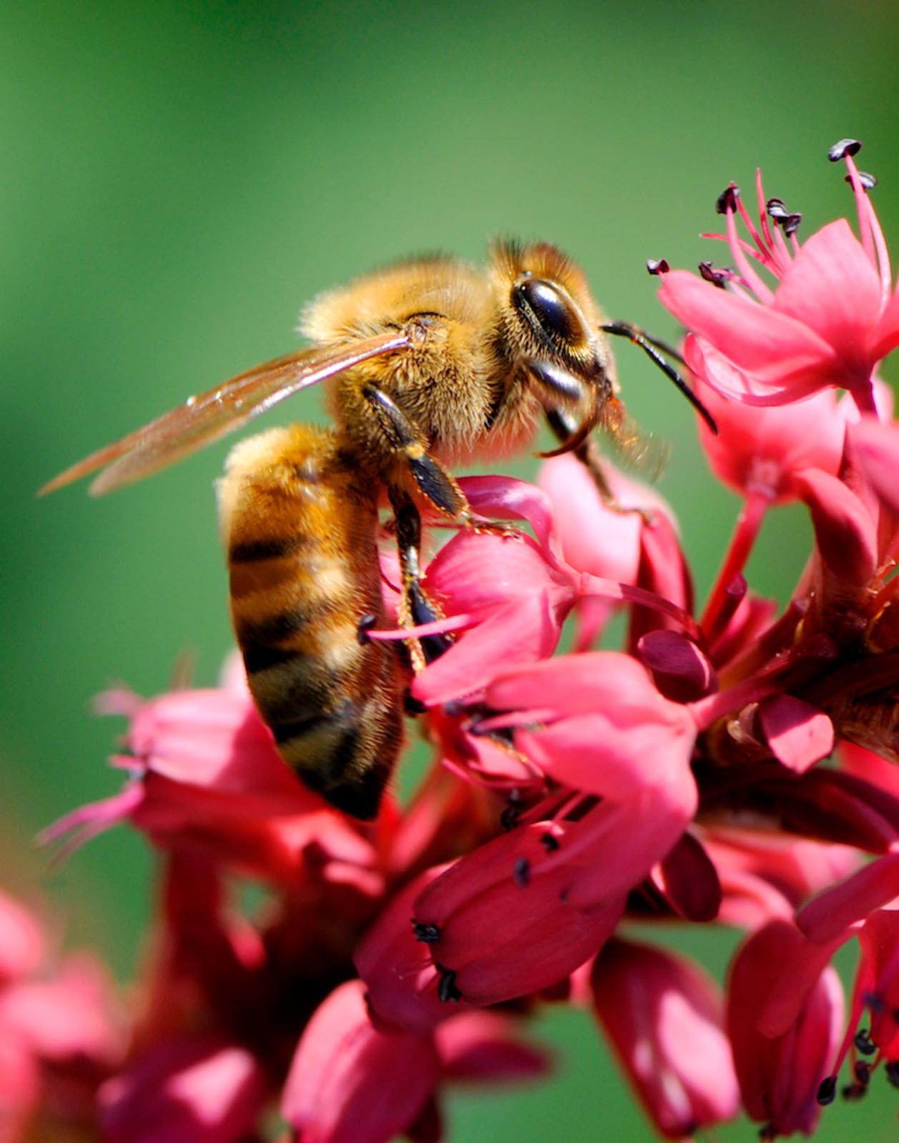 Fauna