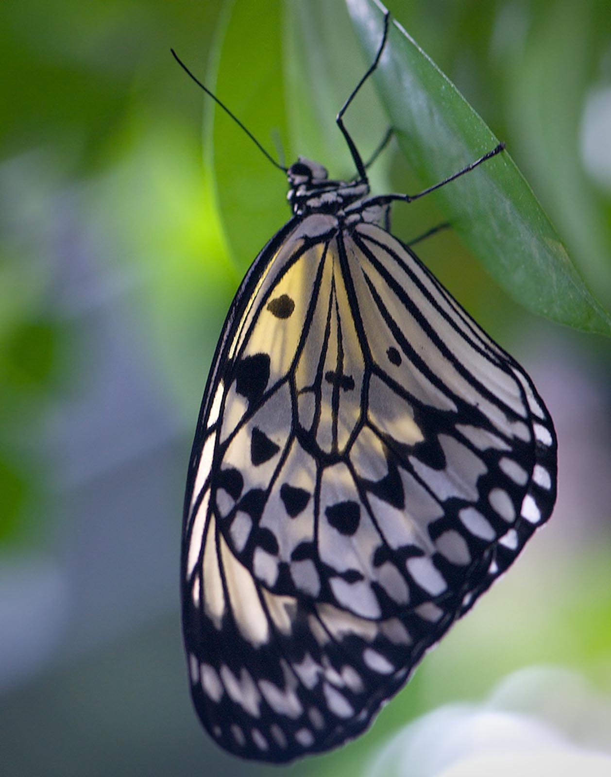 Fauna