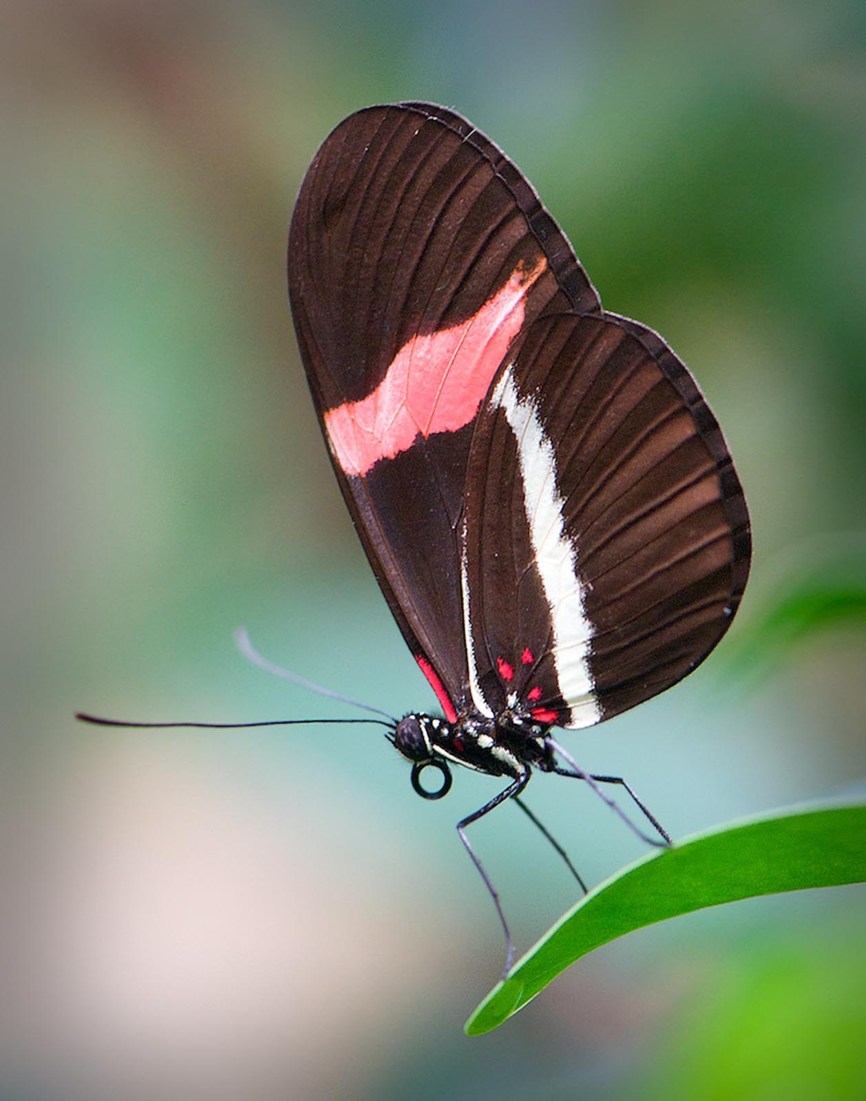 Fauna
