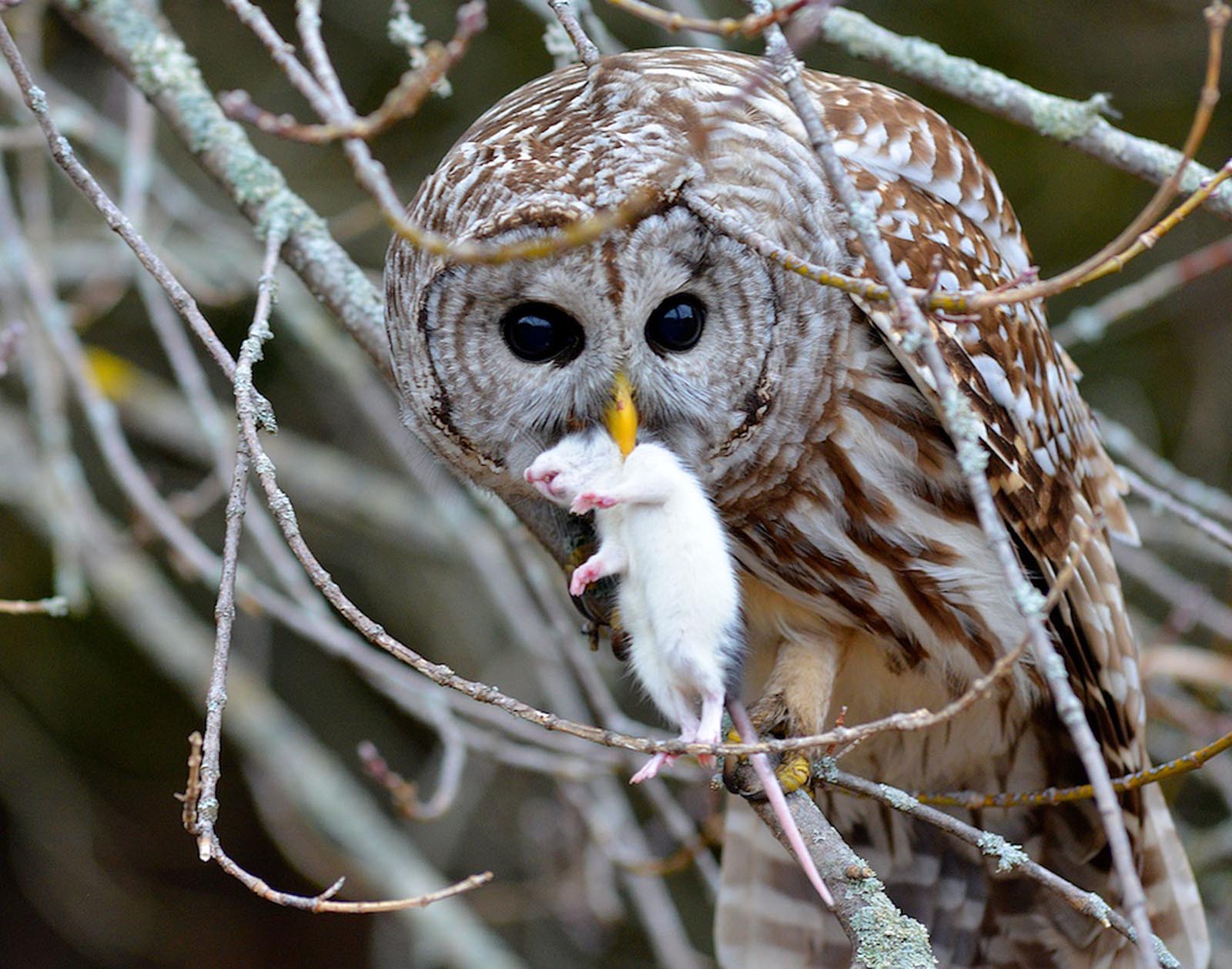 Fauna