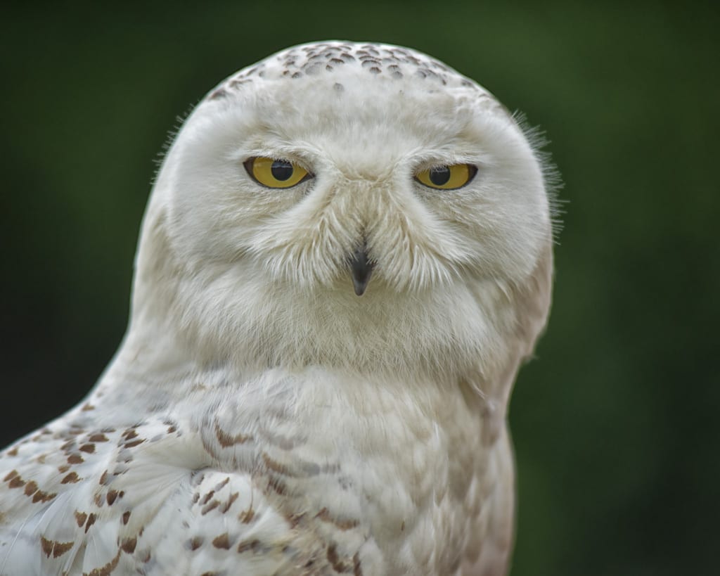 Fauna