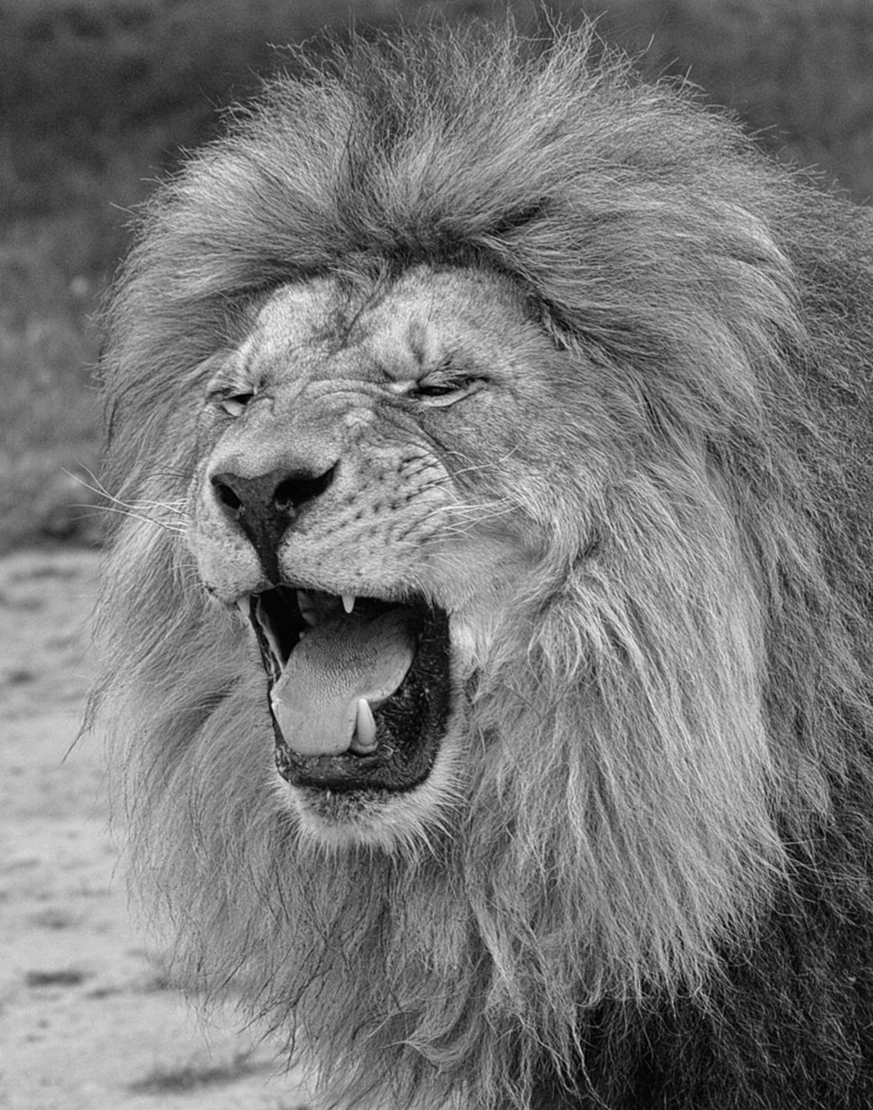 Fauna