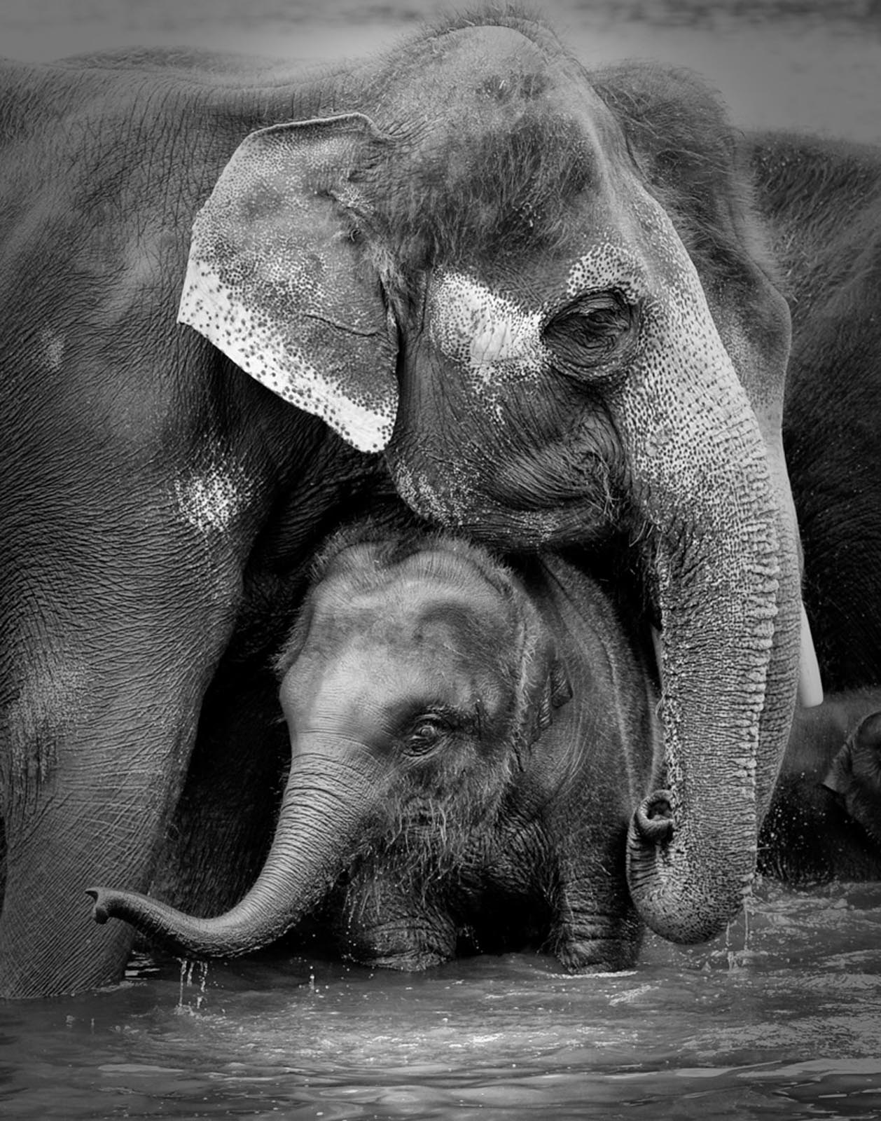 Fauna