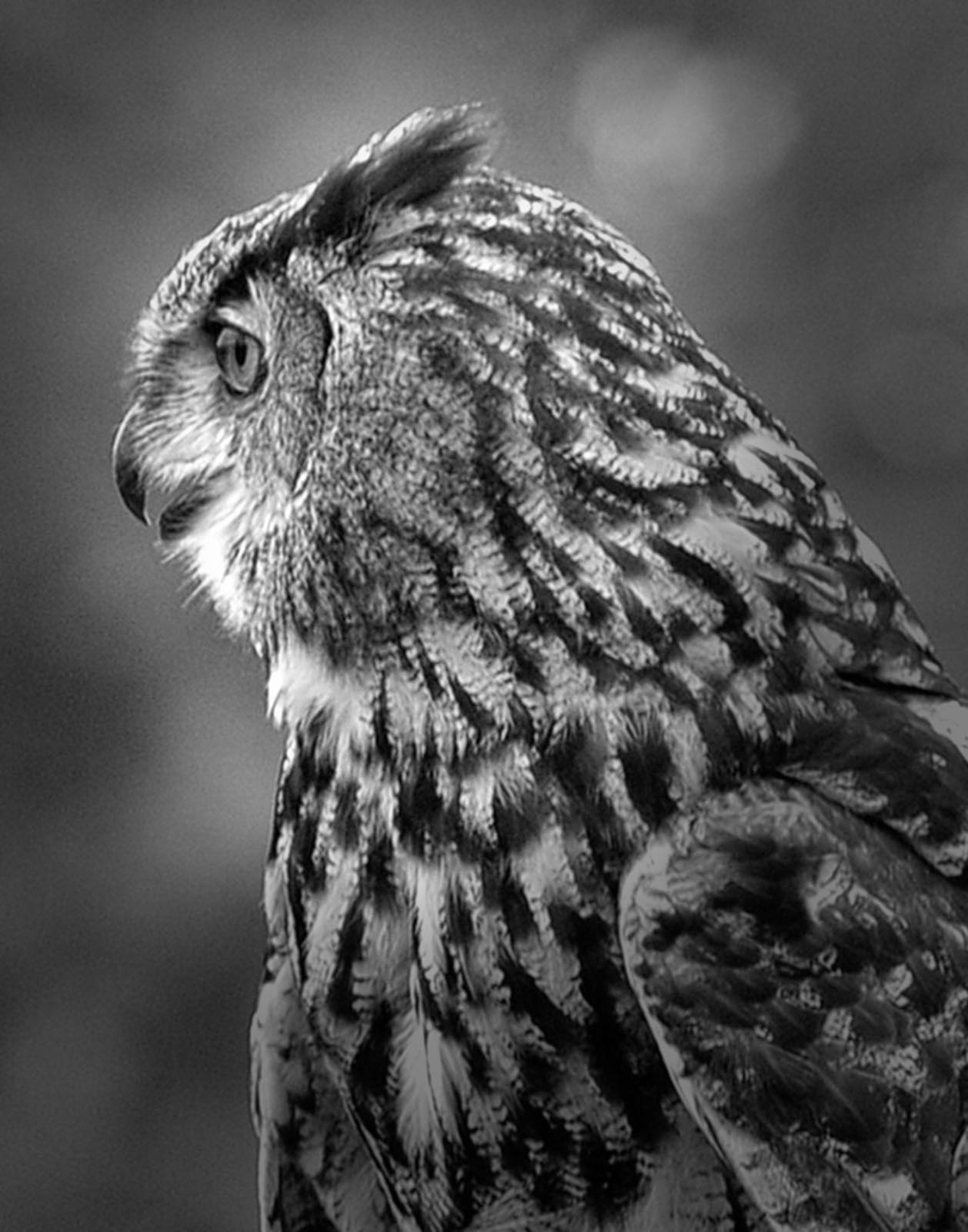 Fauna