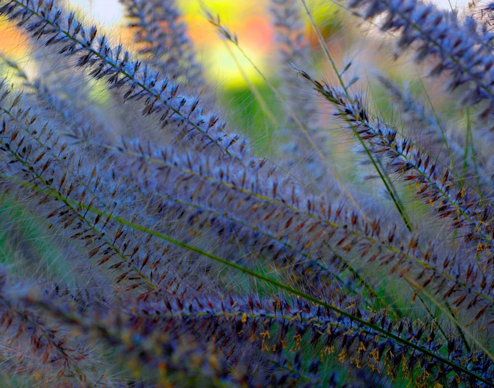 Flora