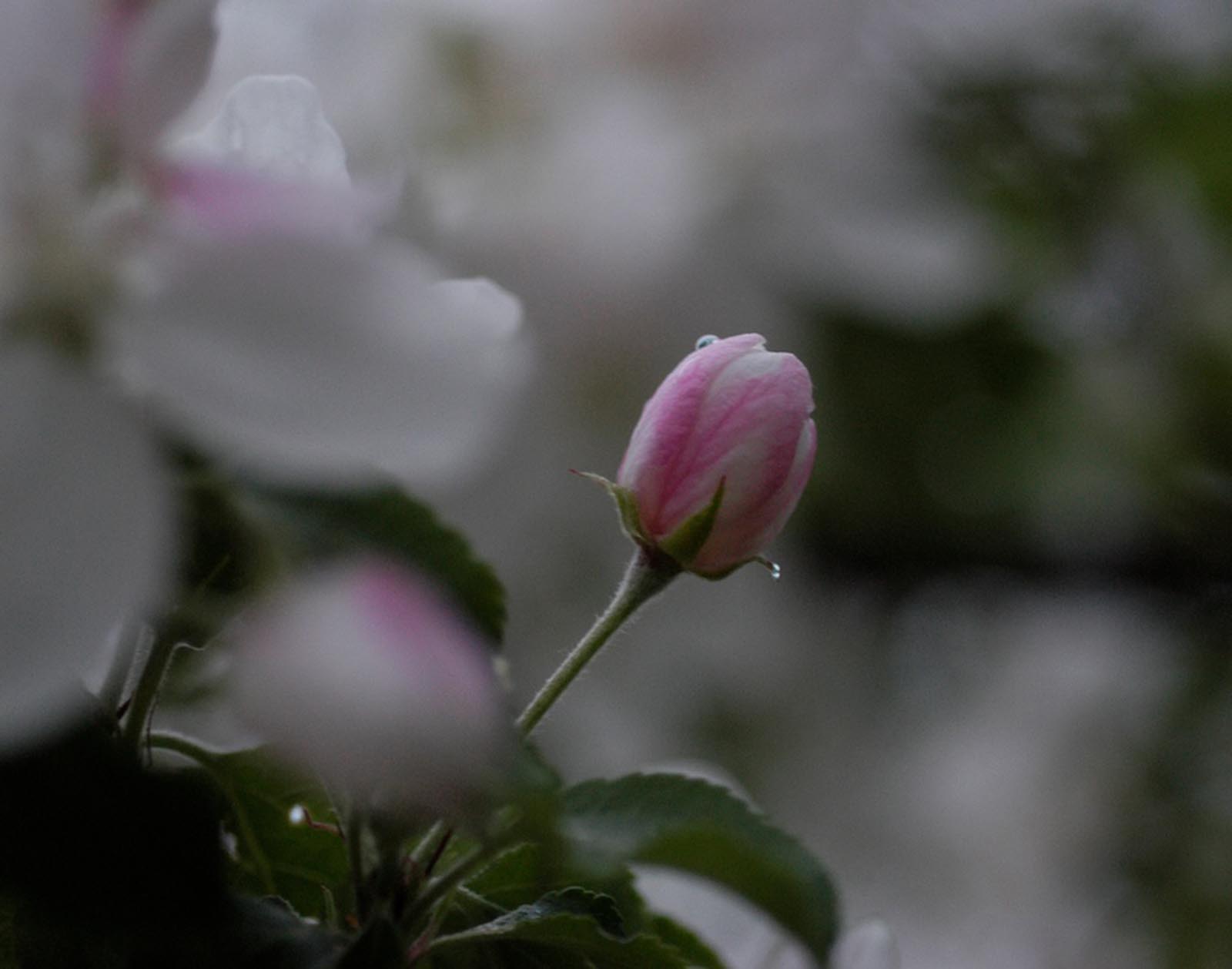 Flora