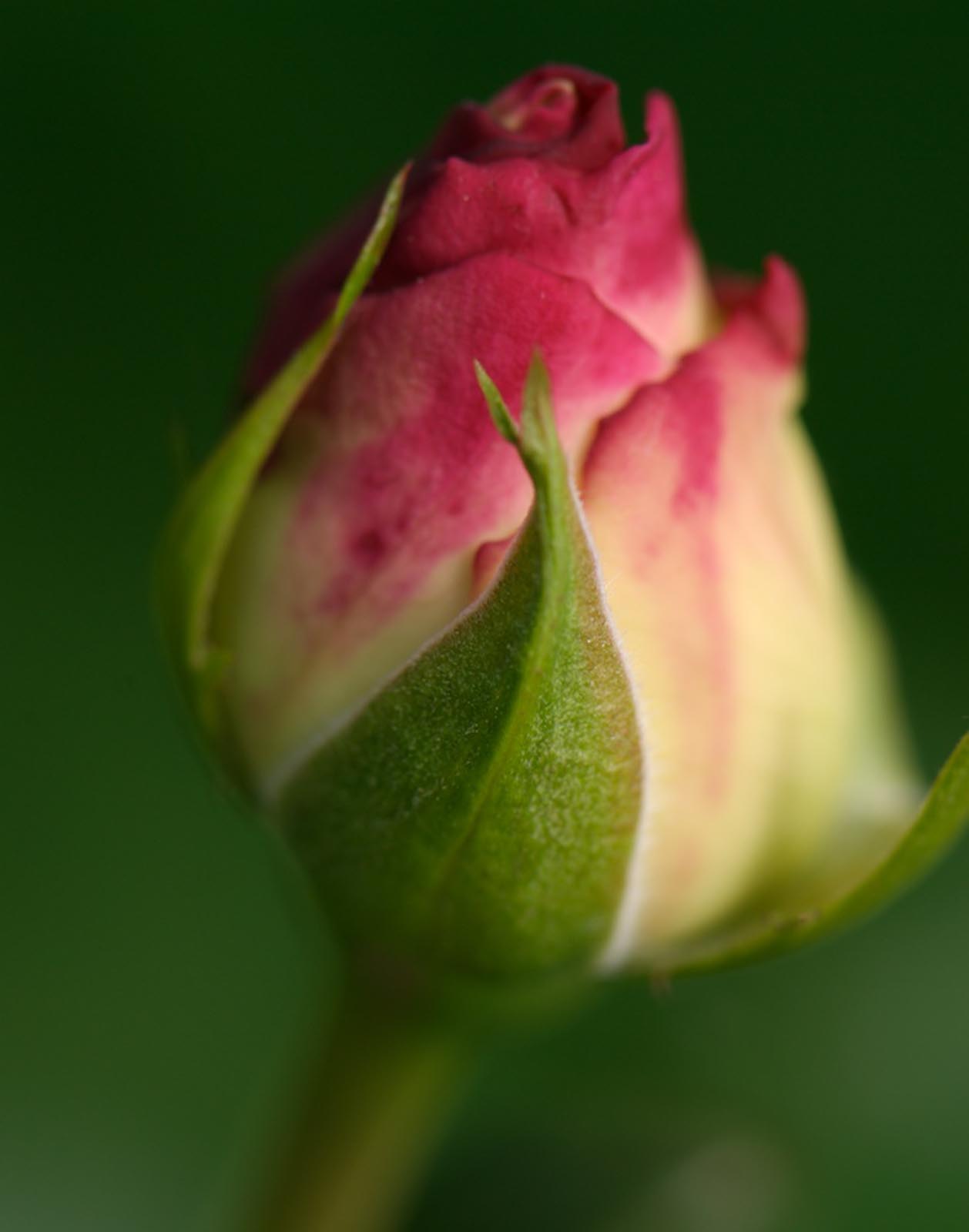 Flora