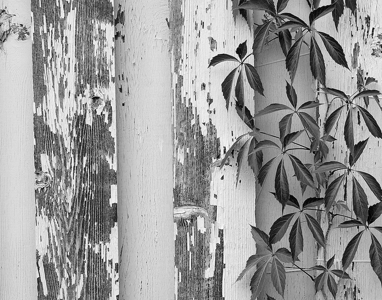 Flora