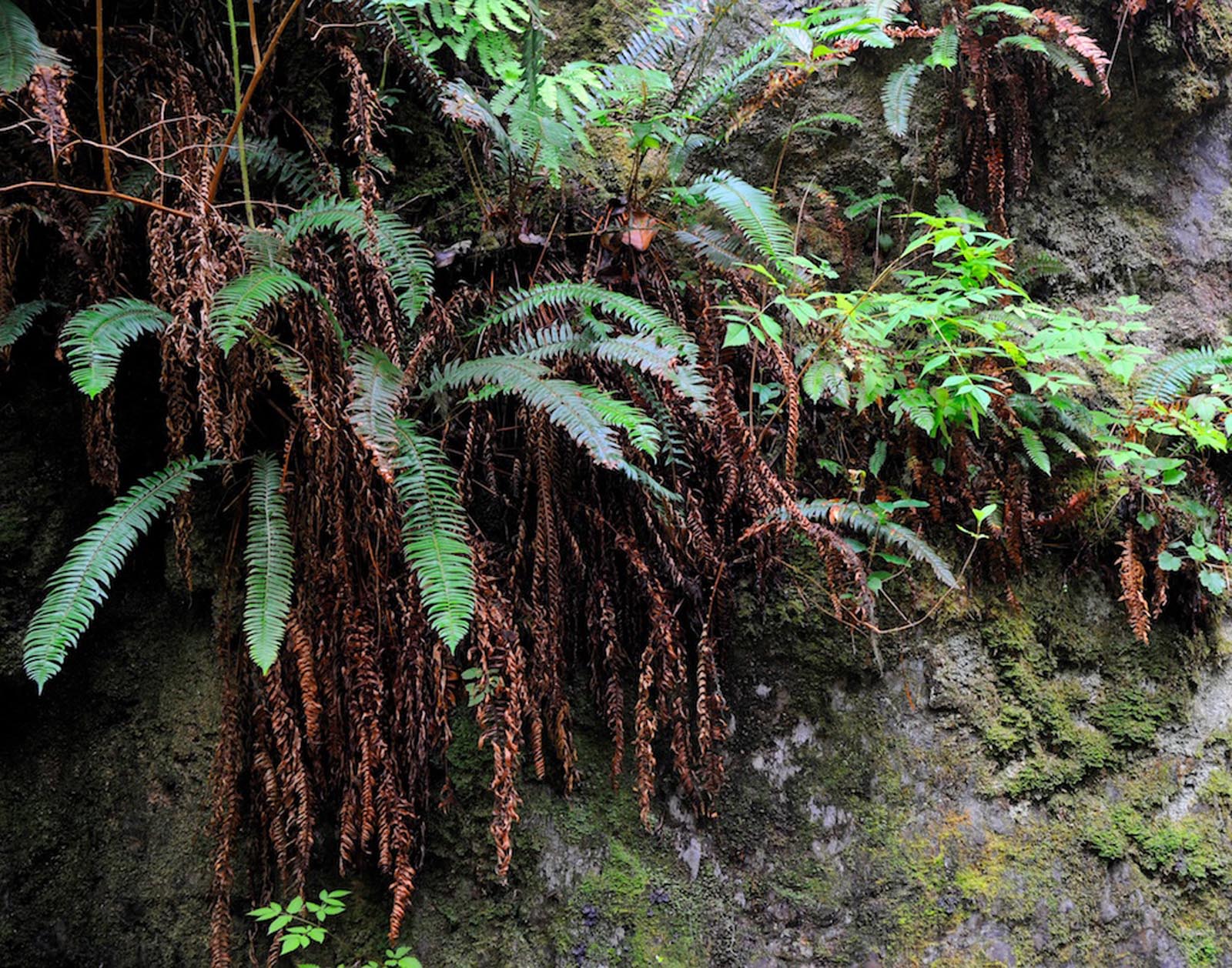 Flora
