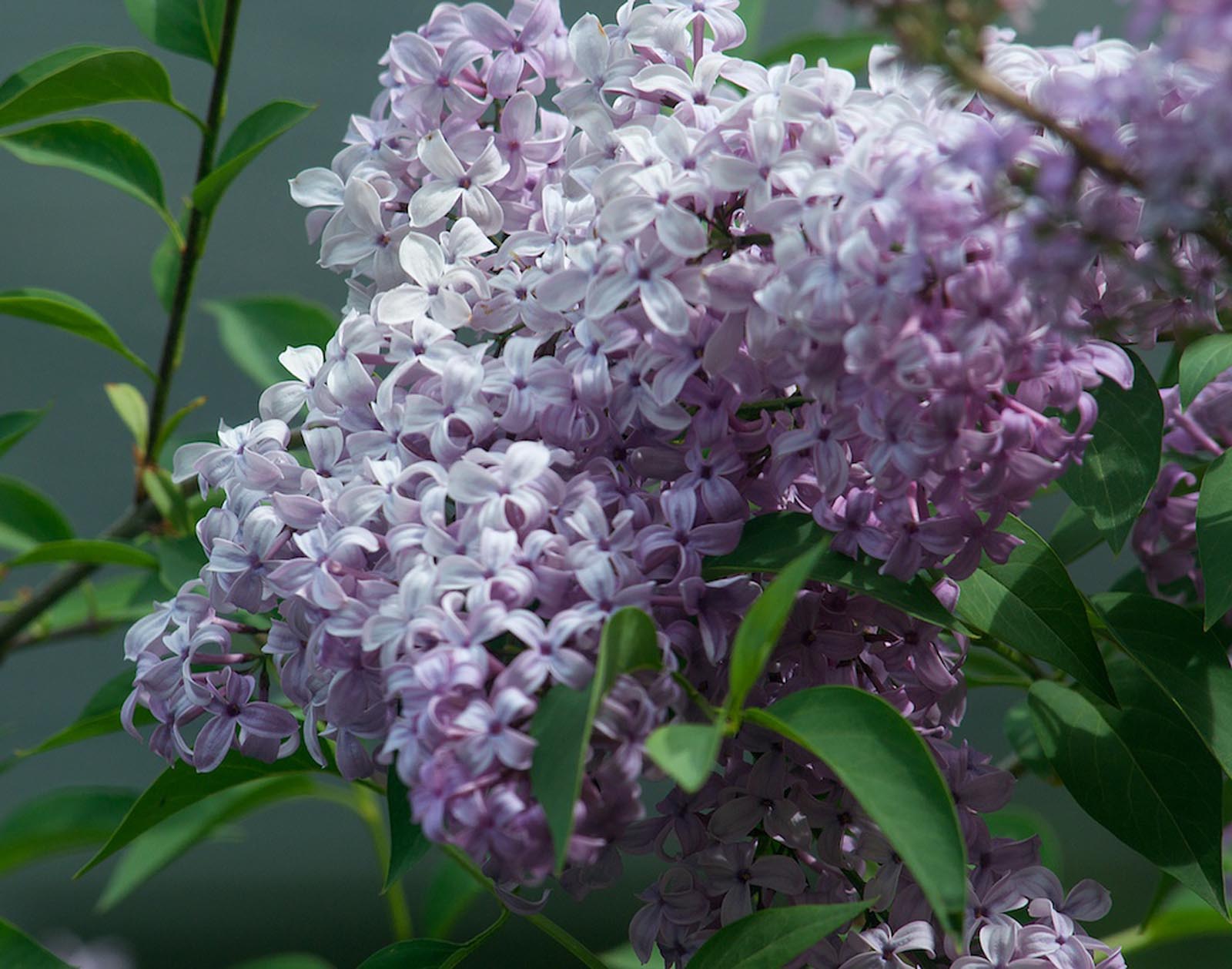 Flora