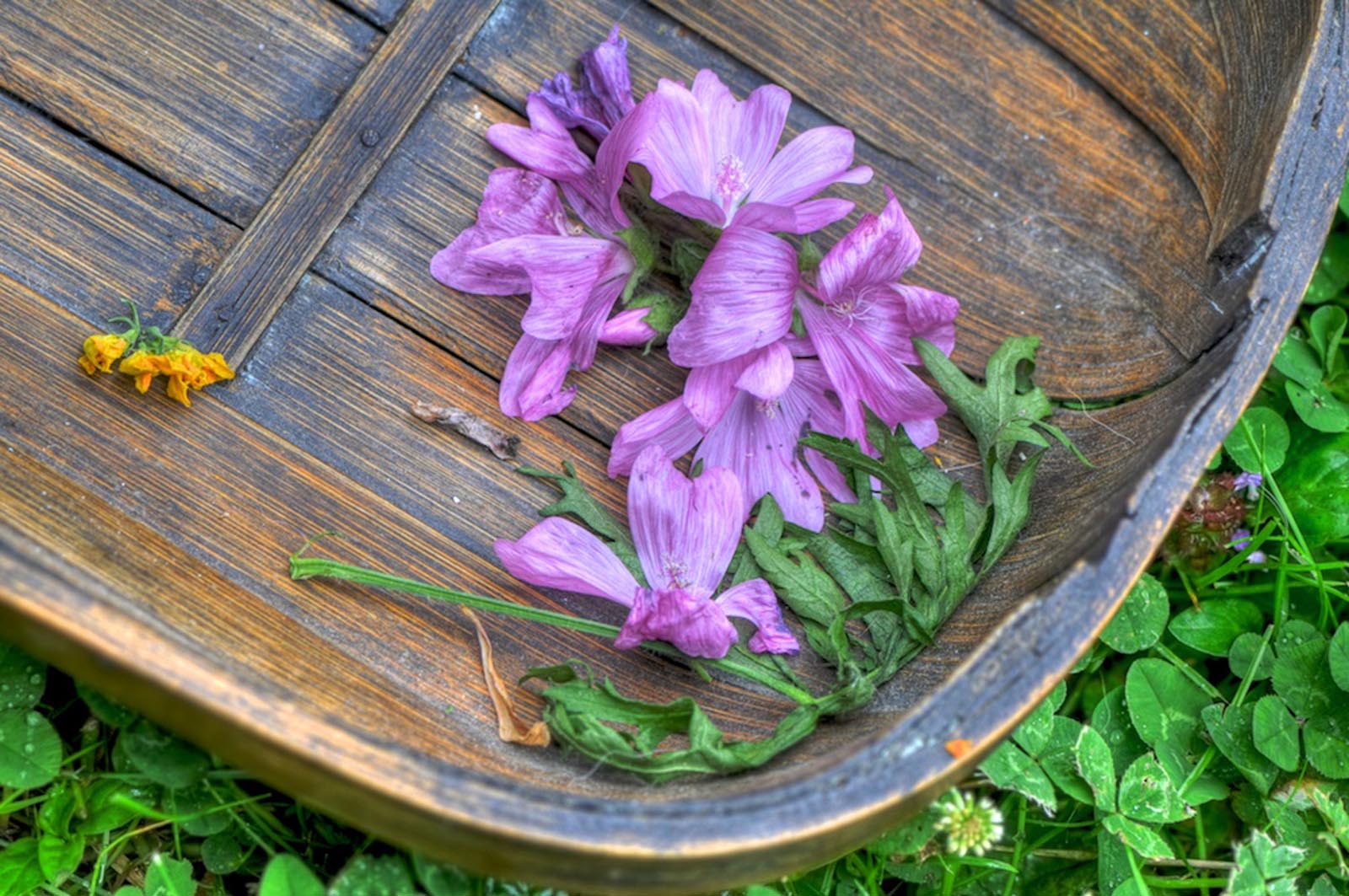 Flora