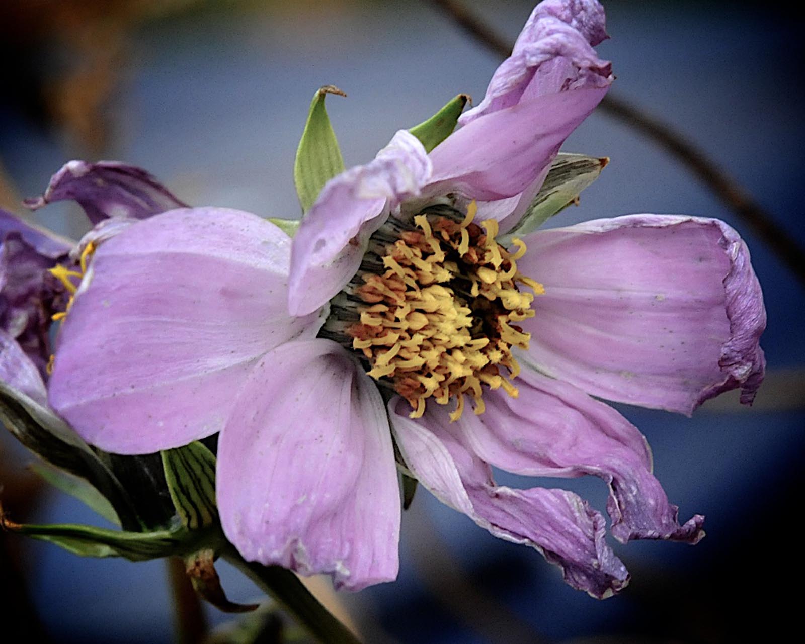 Flora