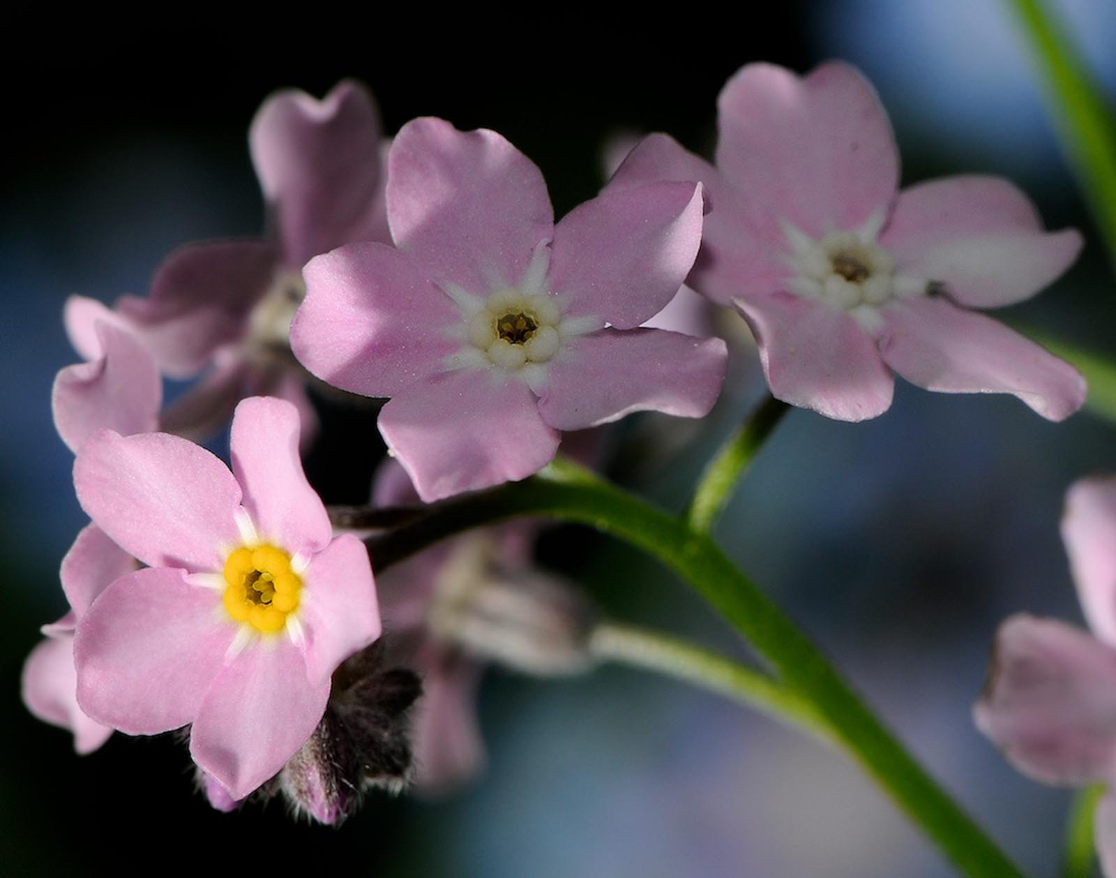 Flora