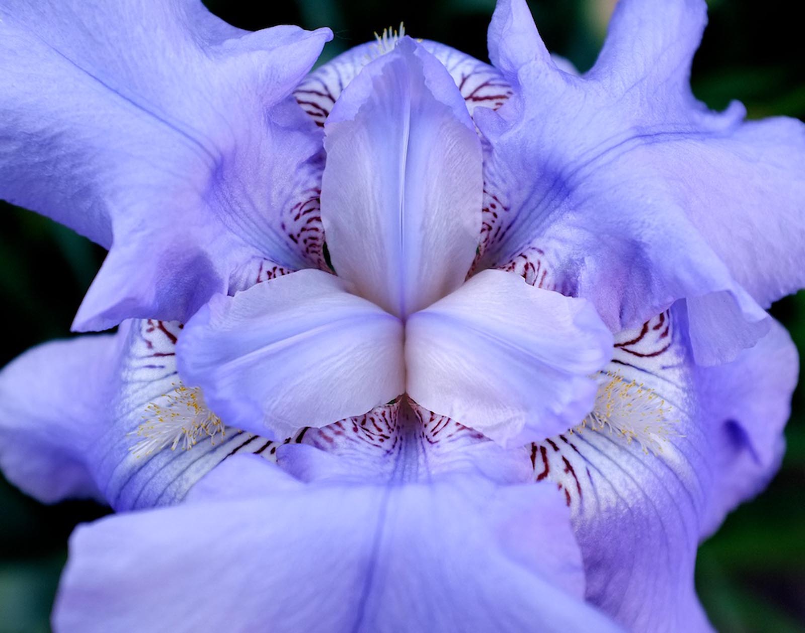 Flora