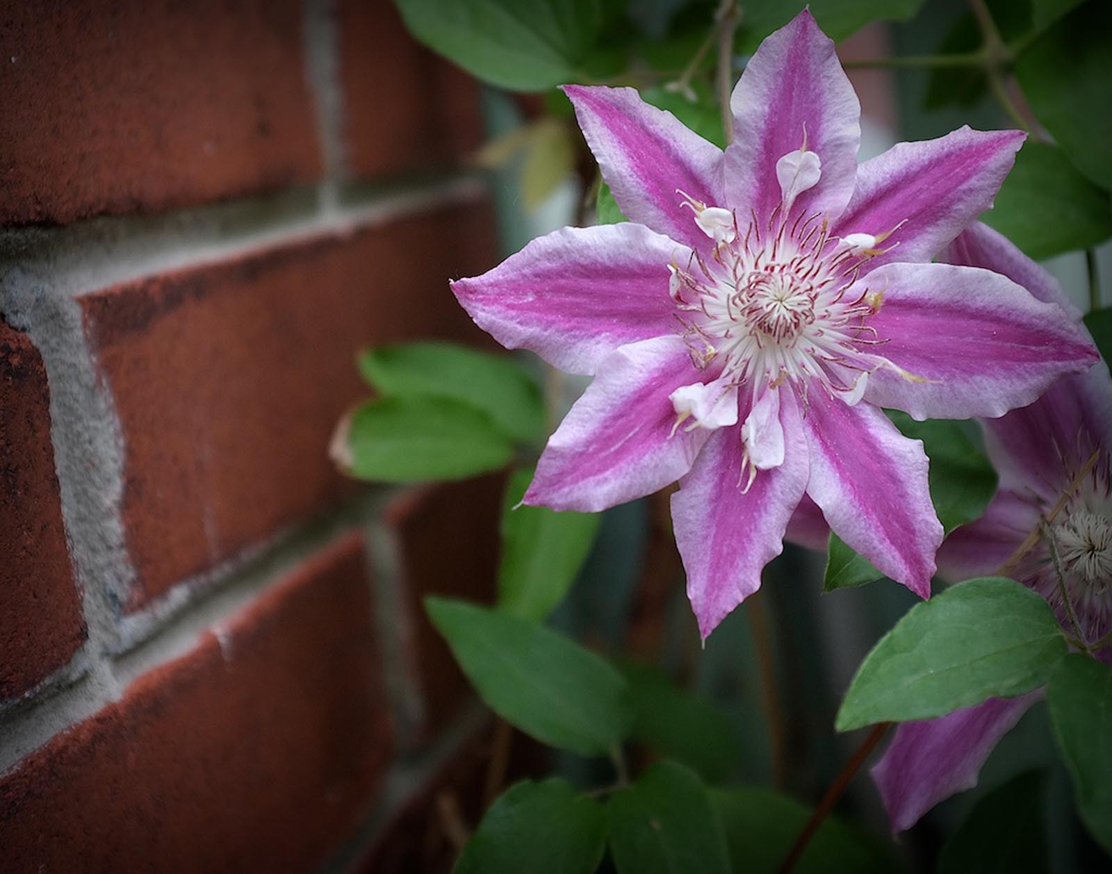 Flora