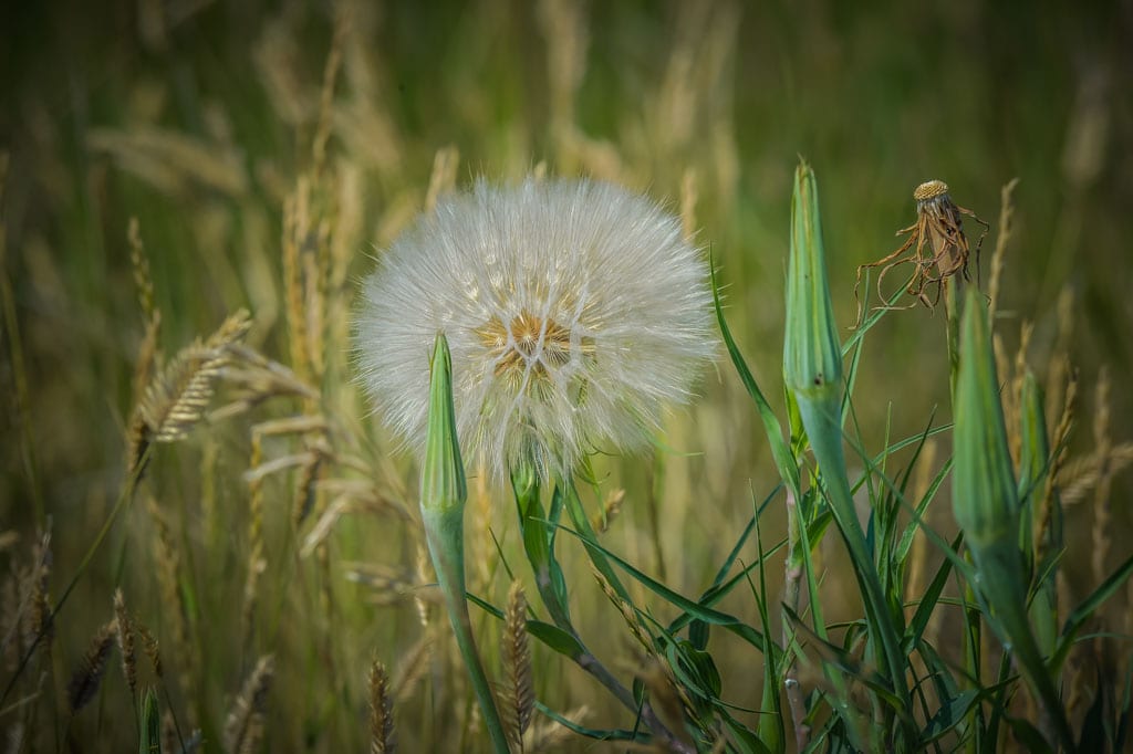 Flora