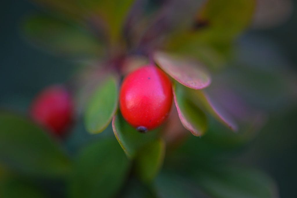 Flora