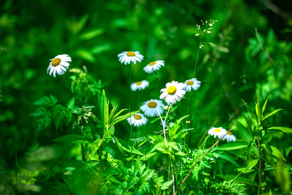 Flora