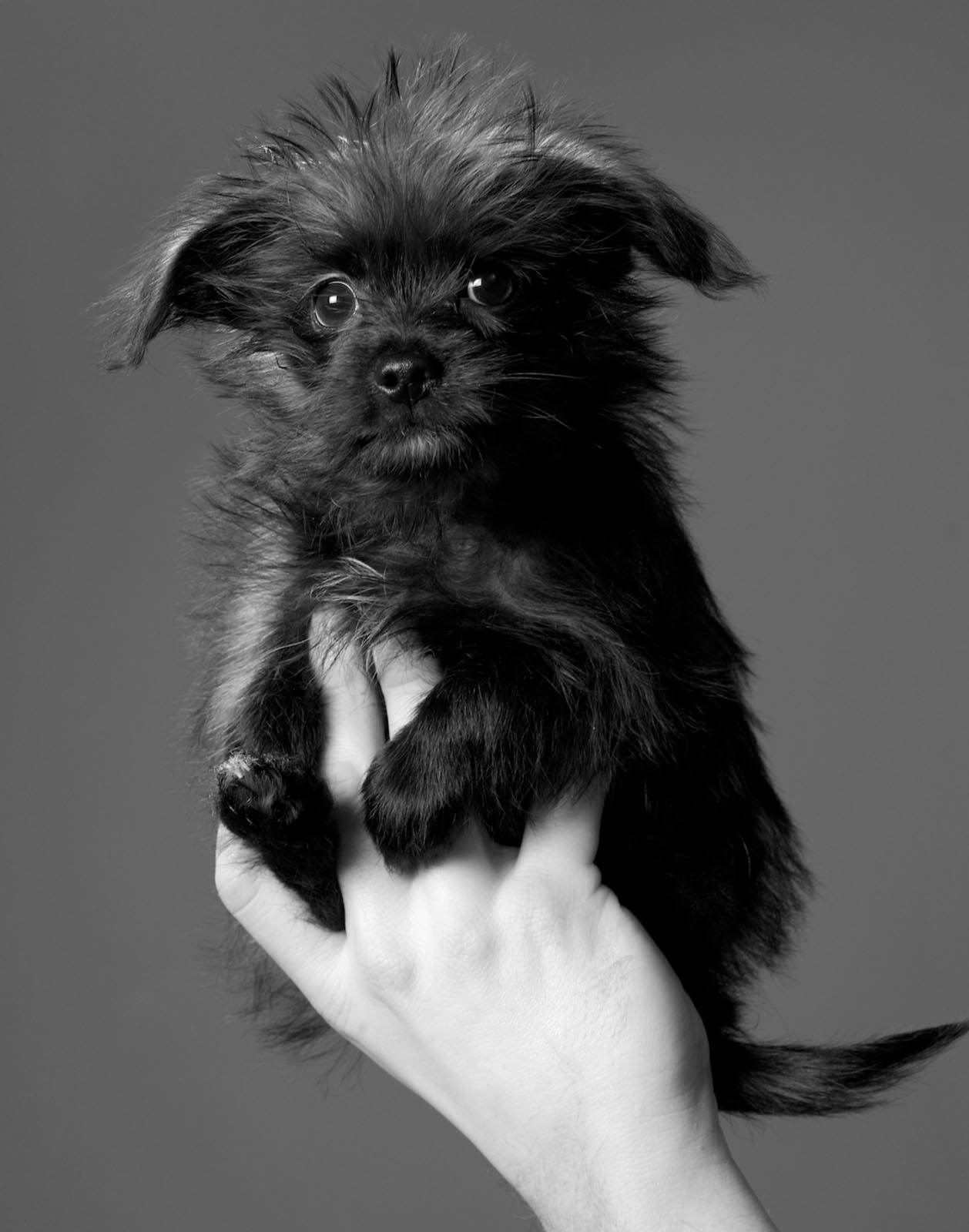 Pet Photography