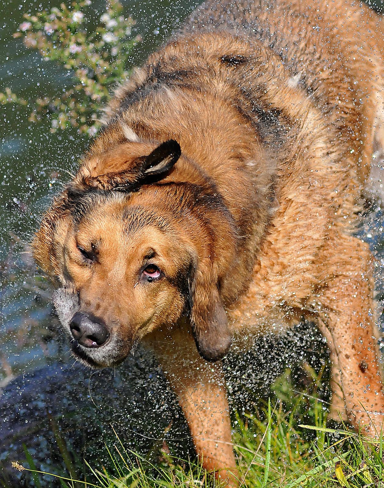 Pet Photography