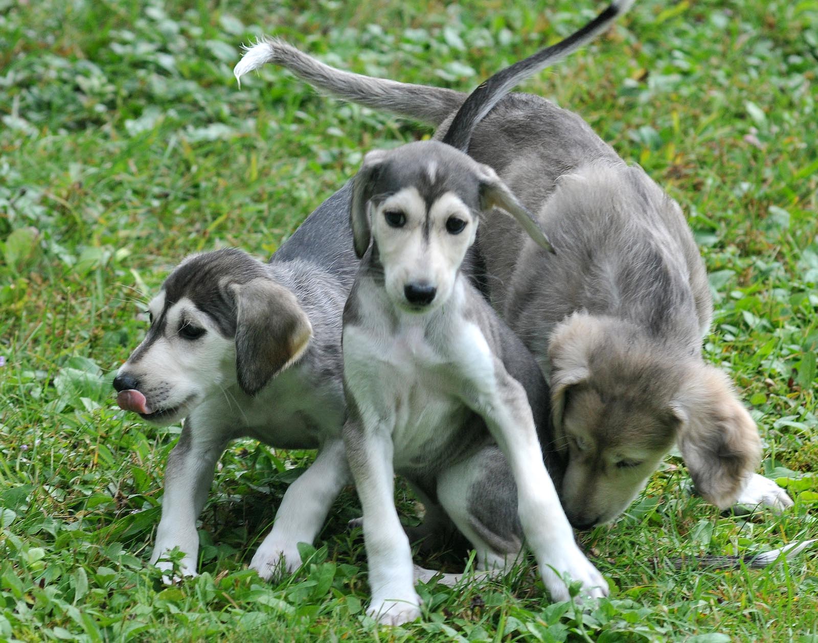 Pet Photography