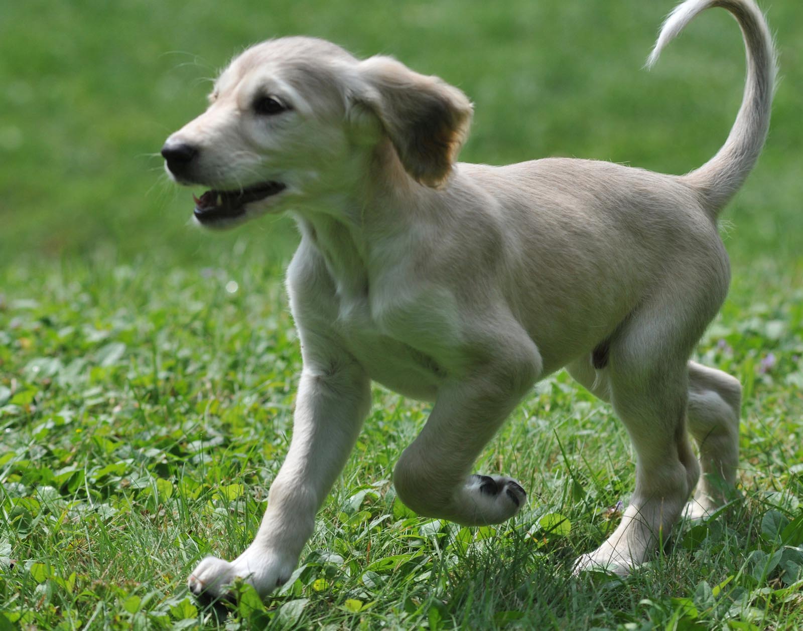 Pet Photography