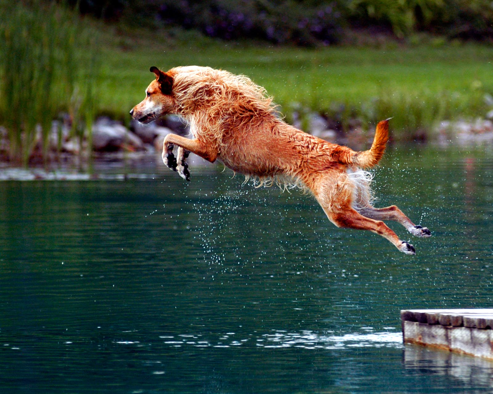 Pet Photography