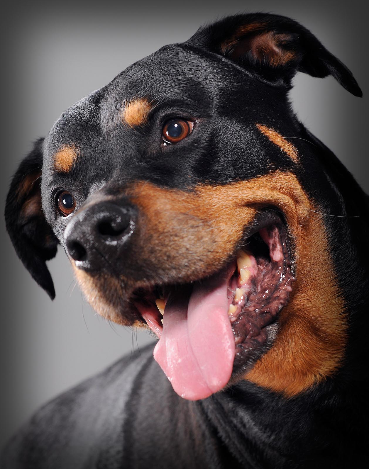 Pet Photography