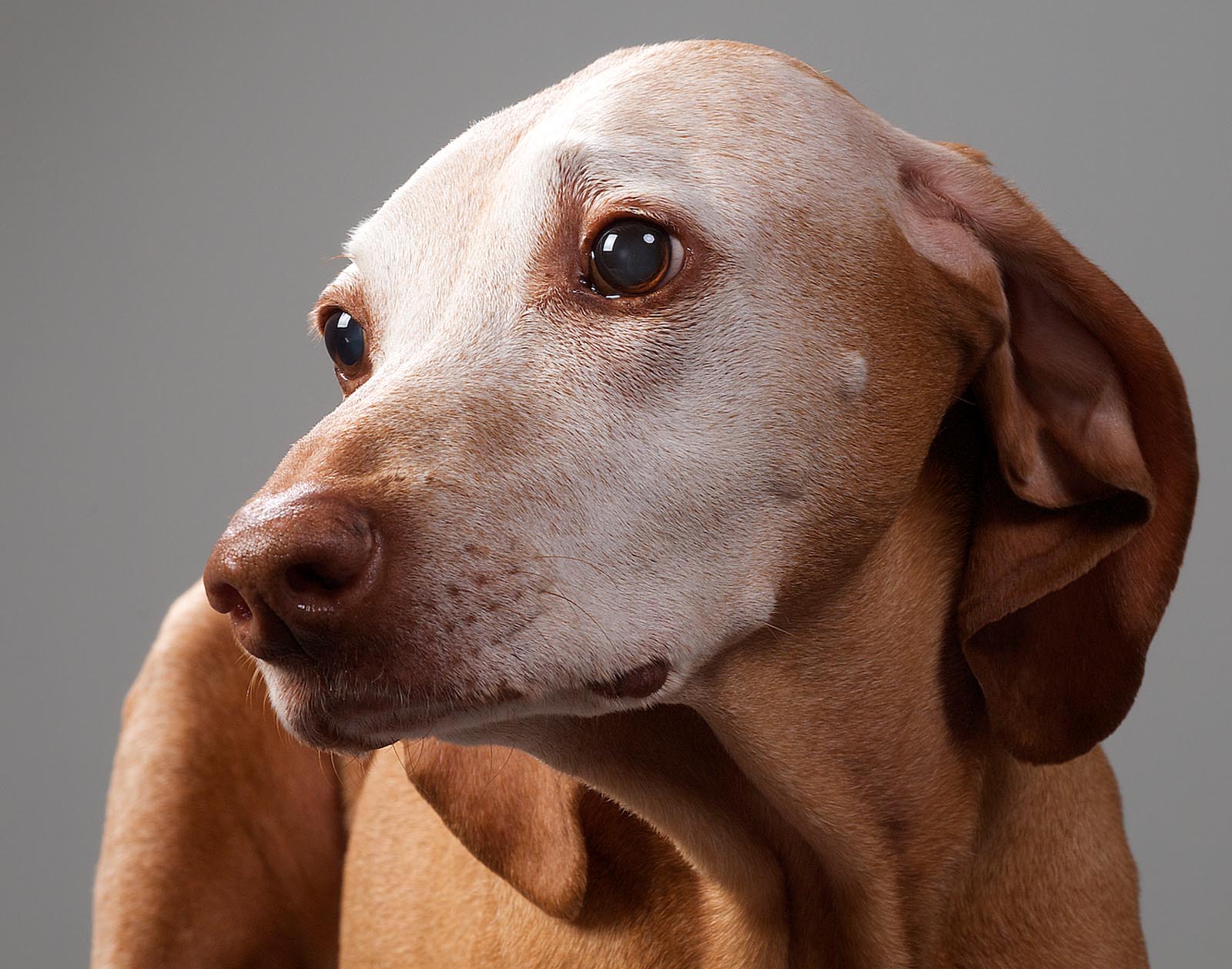 Pet Photography