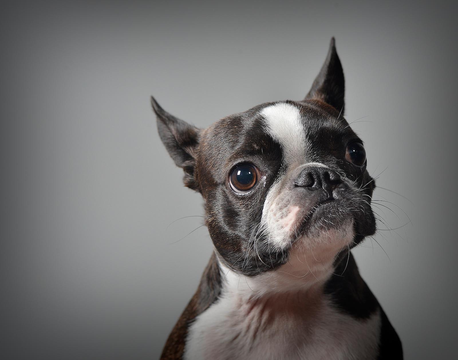Pet Photography