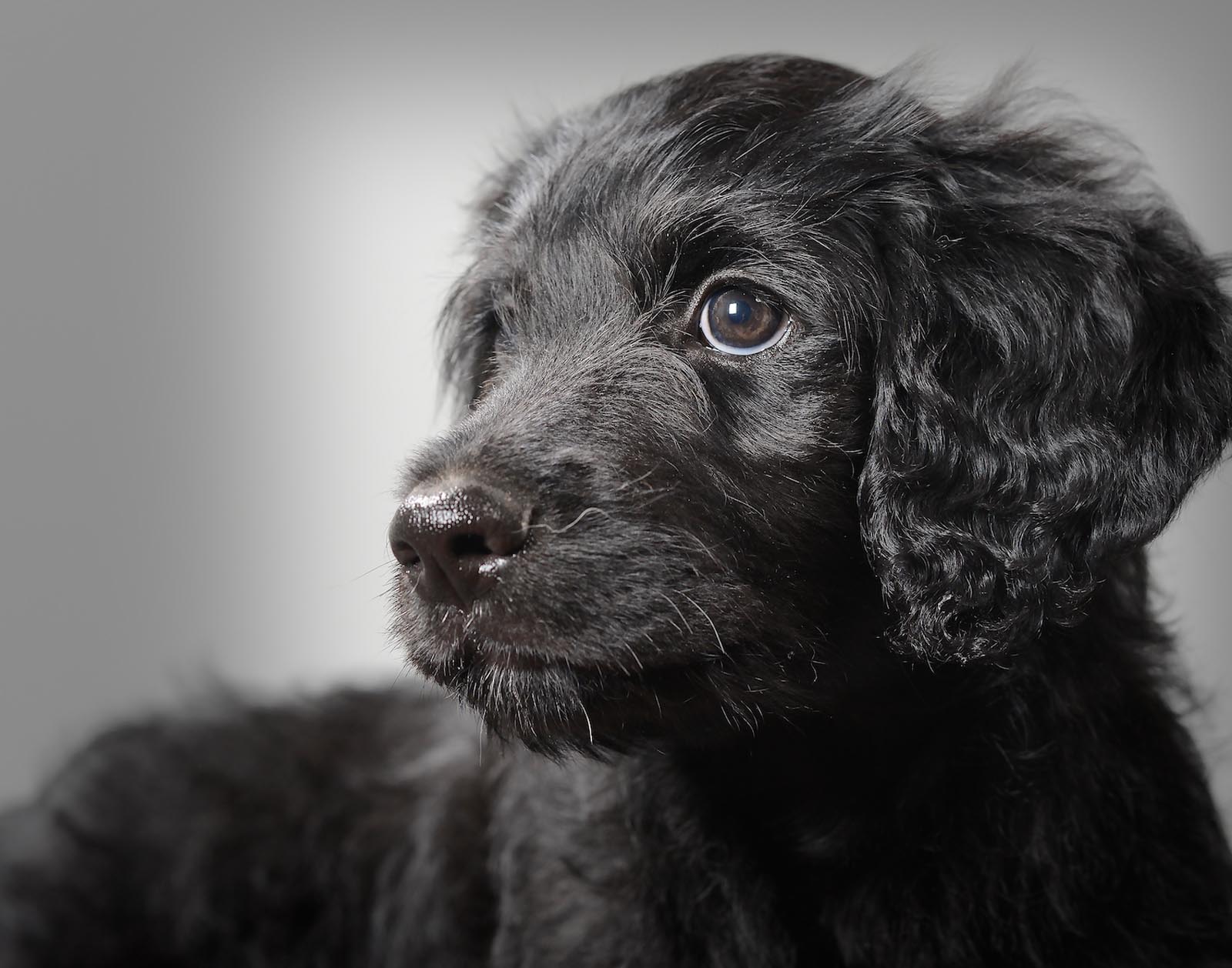Pet Photography