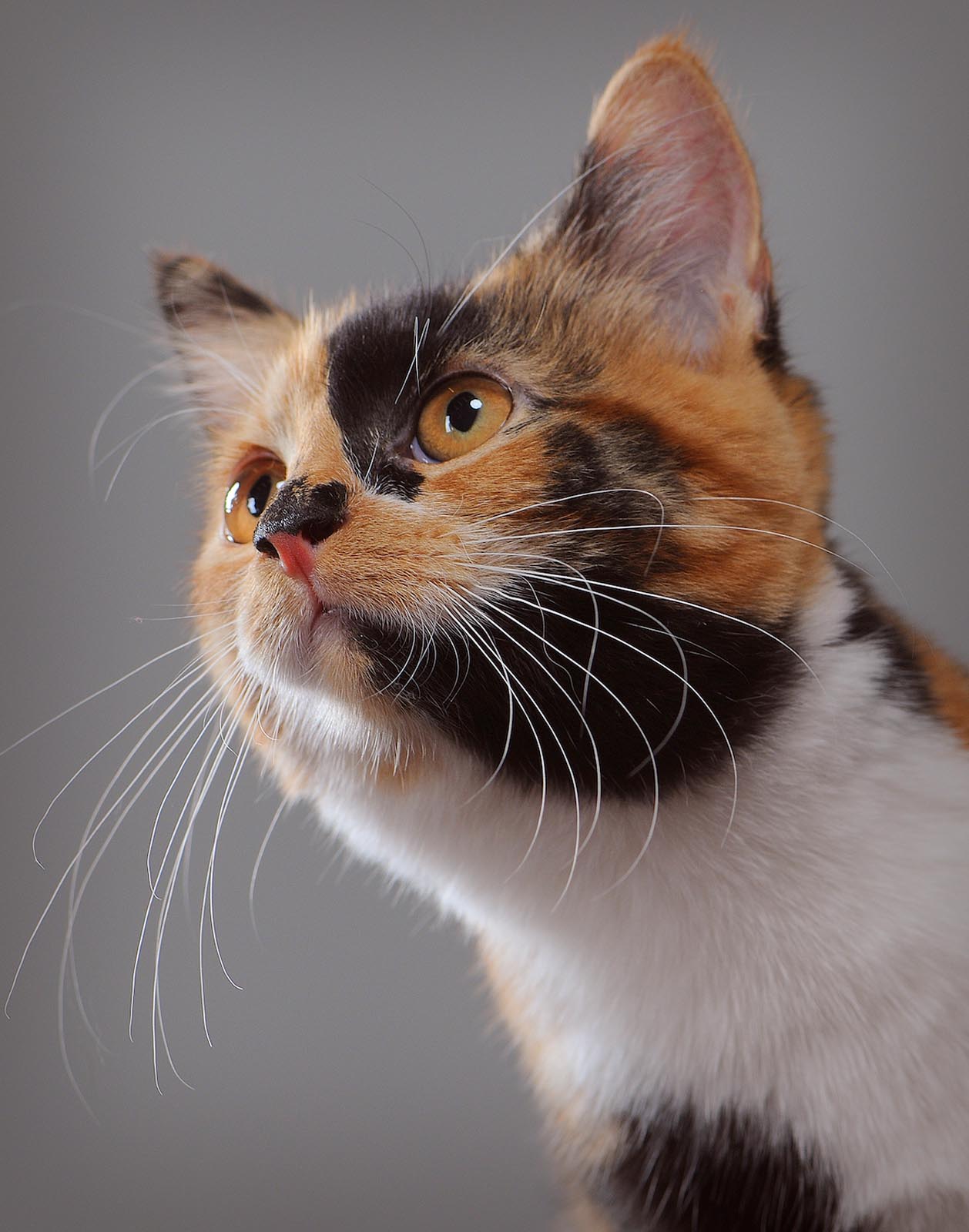 Pet Photography