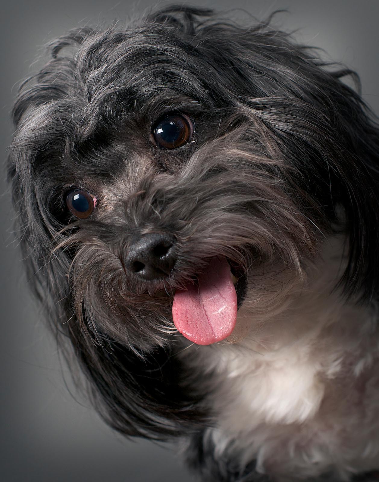 Pet Photography