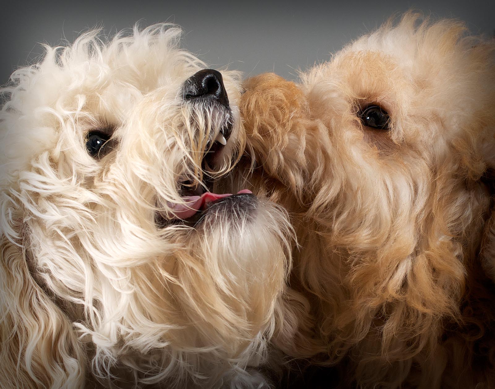 Pet Photography