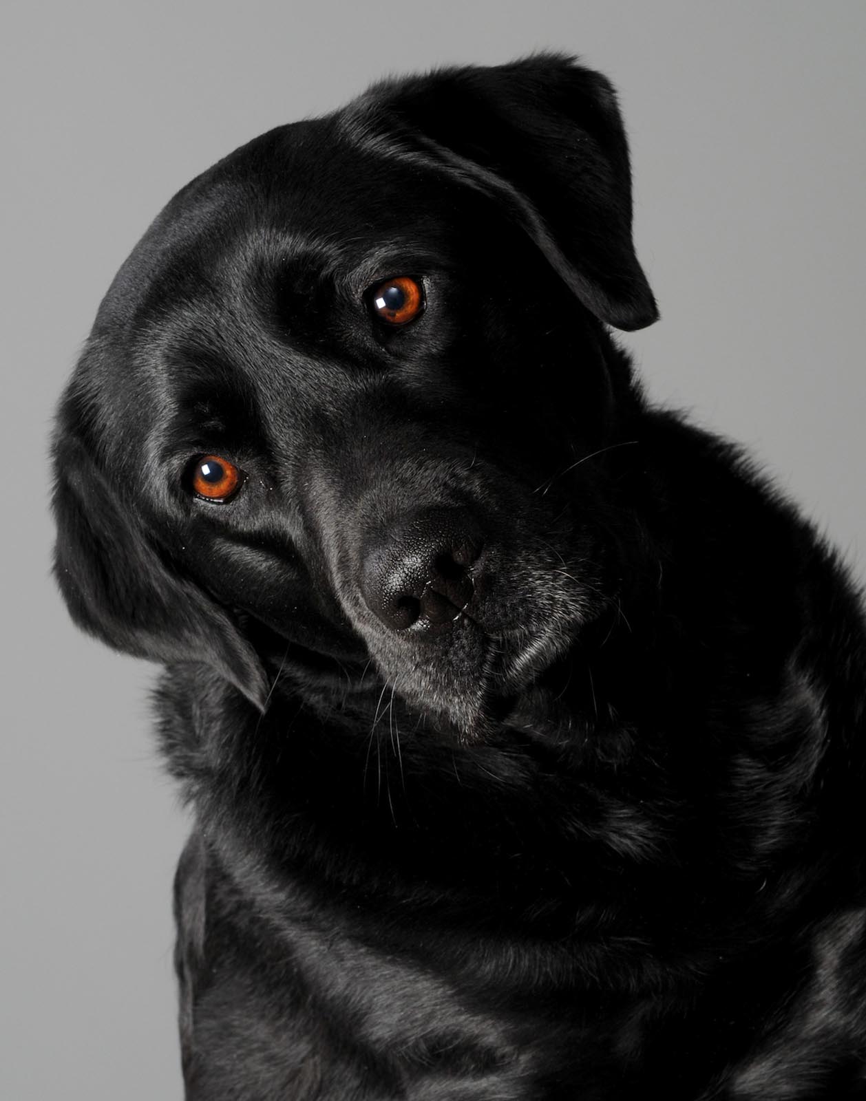 Pet Photography