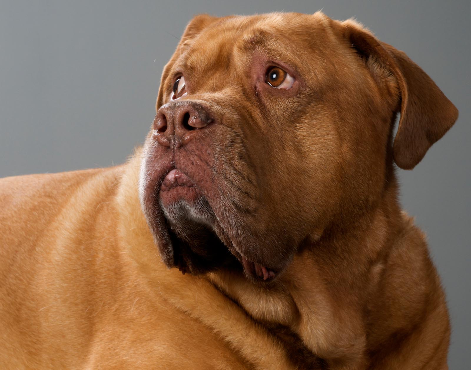 Pet Photography