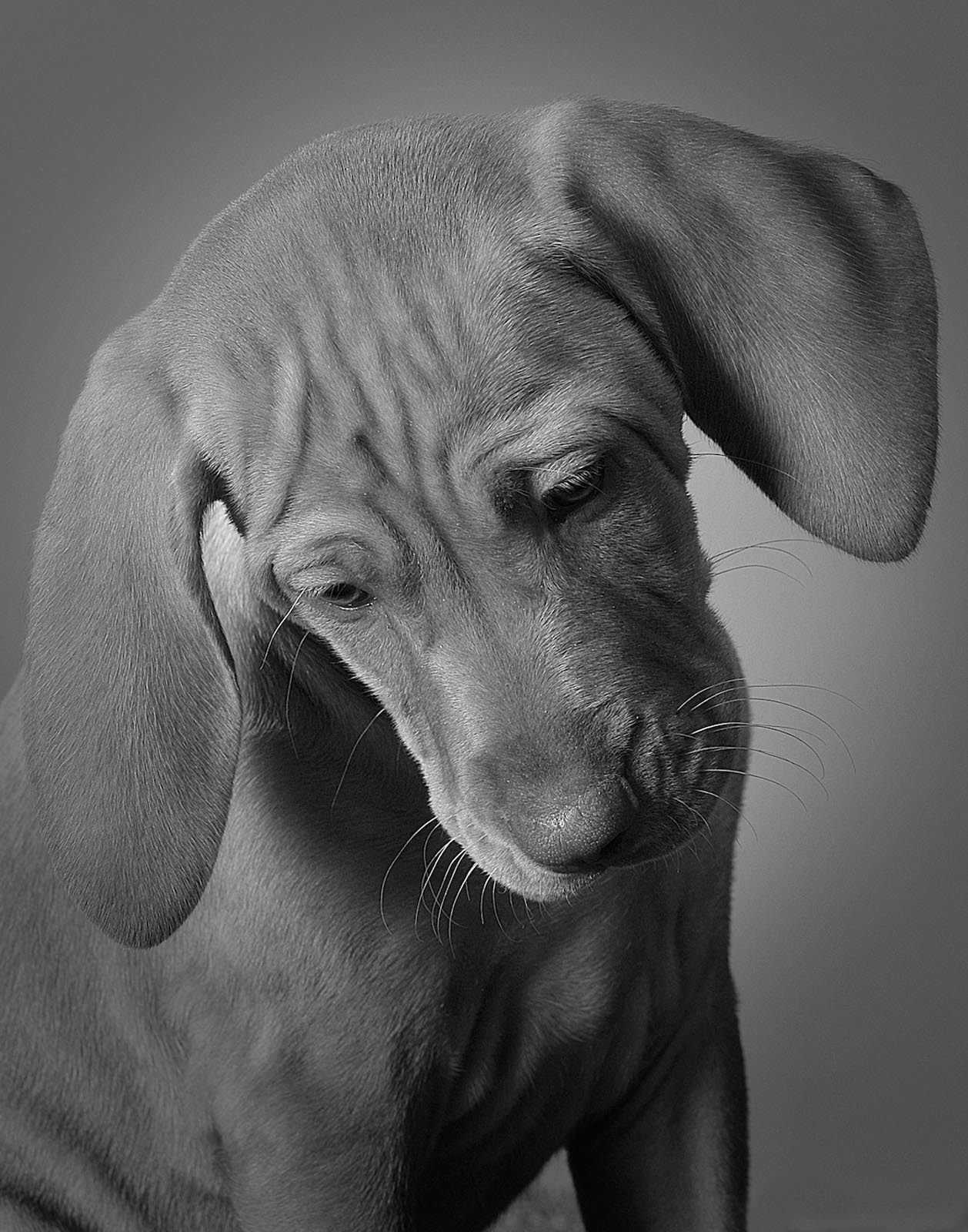 Pet Photography