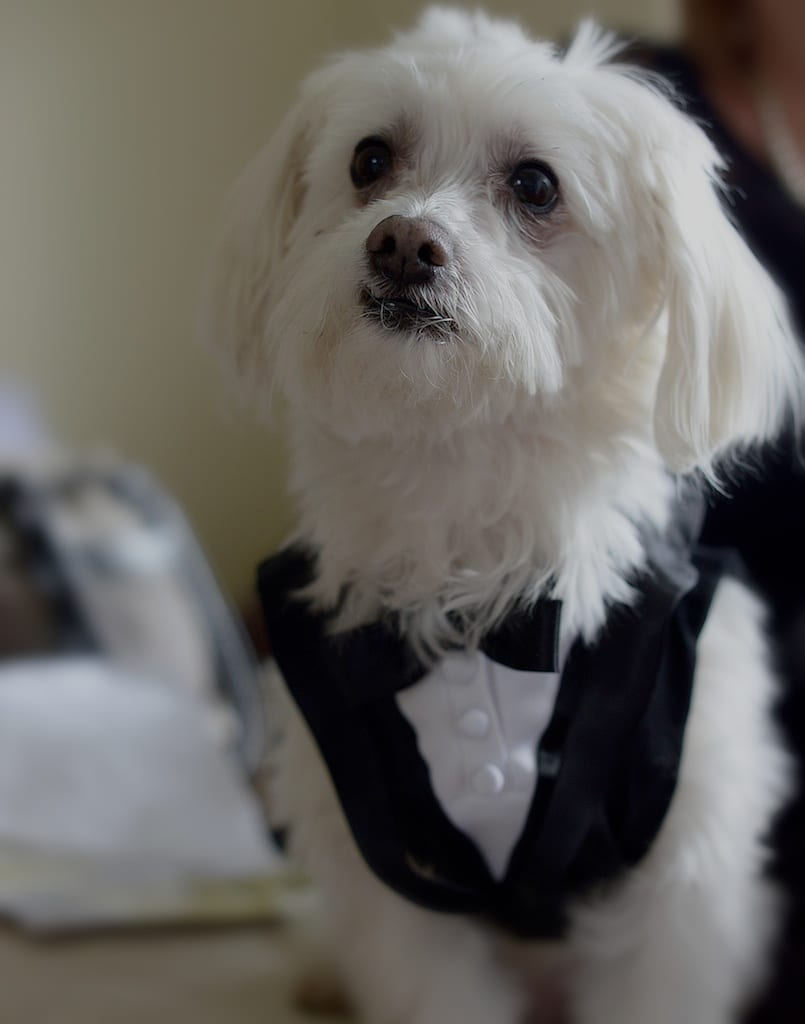 Toronto Wedding Photography
